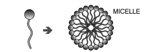 <p>How does a single chain surfactant affect the shape?</p>
