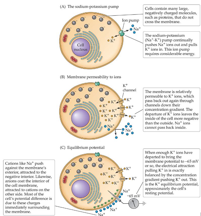 <ul><li><p><span>specialized proteins, pores in the membrane&nbsp;</span></p></li><li><p><span>Sodium-Potassium pumps: energetically-expensive active enzymes&nbsp;</span></p></li><li><p><span>Exchange 3 intracellular na+ for 2 extracellular k+&nbsp;</span></p></li><li><p><span>Net negative intracellular space</span><br></p></li></ul>