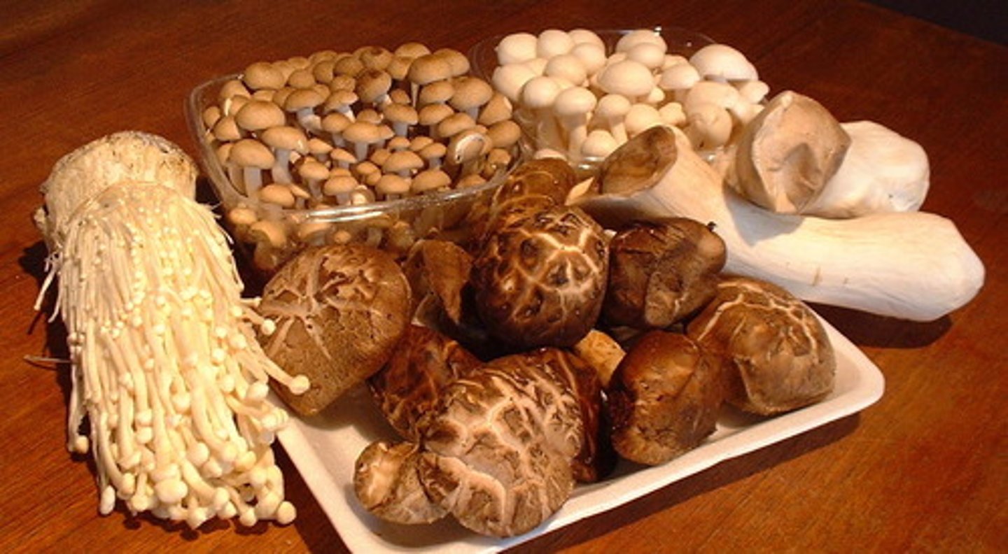 <p>mushrooms</p>