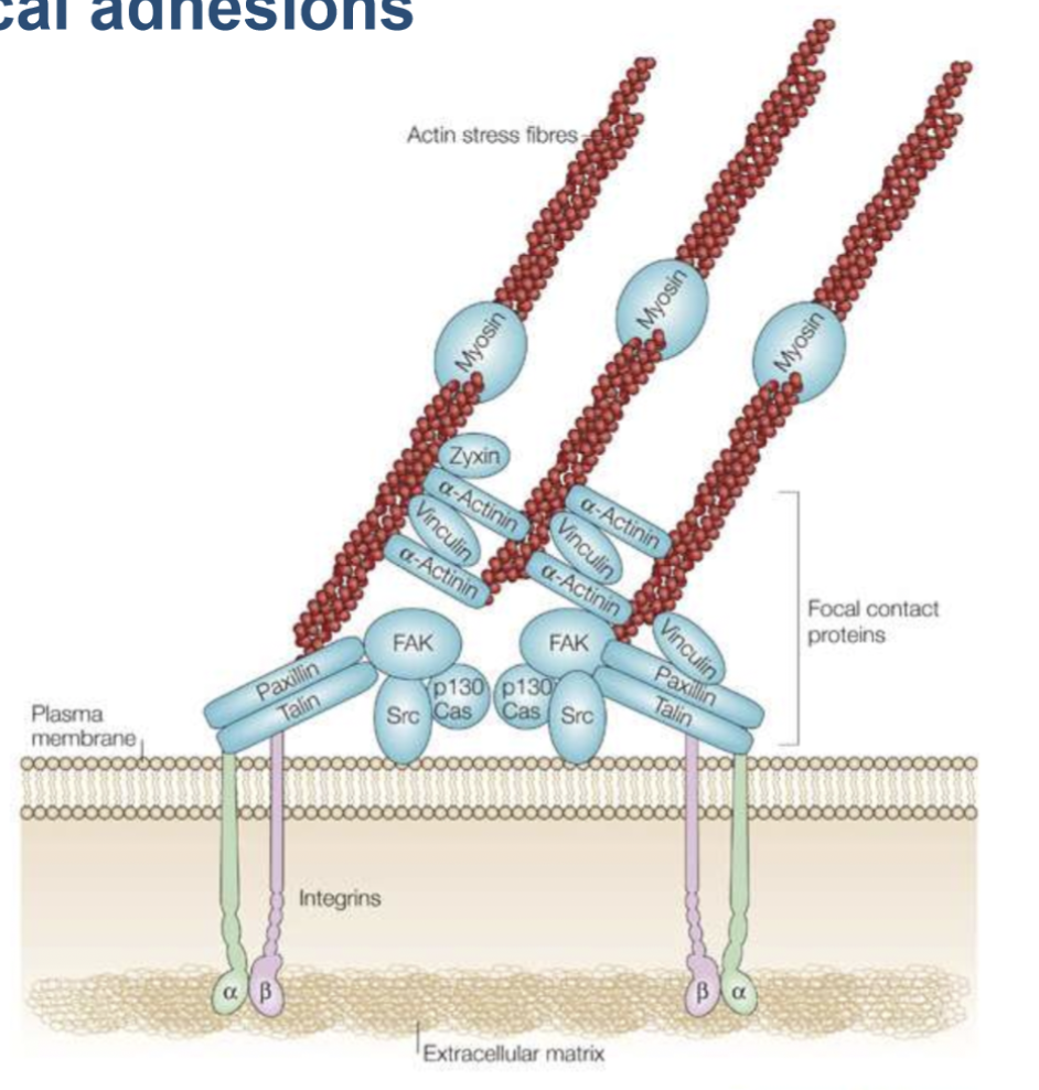 <ul><li><p>multi-protein complex that connect the extracellular matrix to the actin cytoskeleton in cells. </p></li><li><p>consists of actin-binding proteins, signalling proteins, structural proteins, integrin receptor (mediated interaction with ECM)</p></li><li><p>provides tensile strength, cell shape, facilitates membrane protrusions</p></li></ul><p></p>