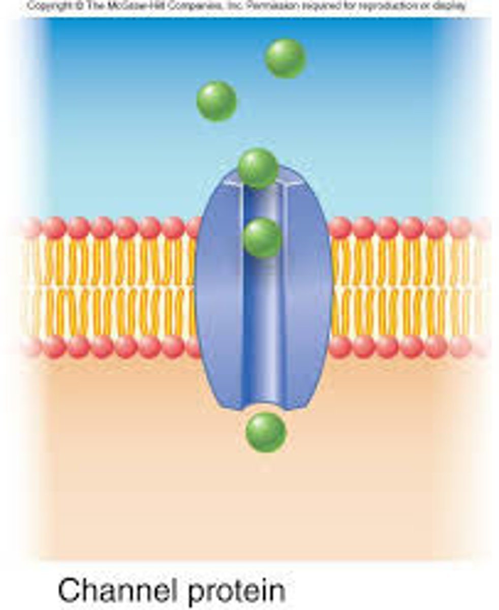 <p>Allow certain molecules to pass in/out of the cell</p>