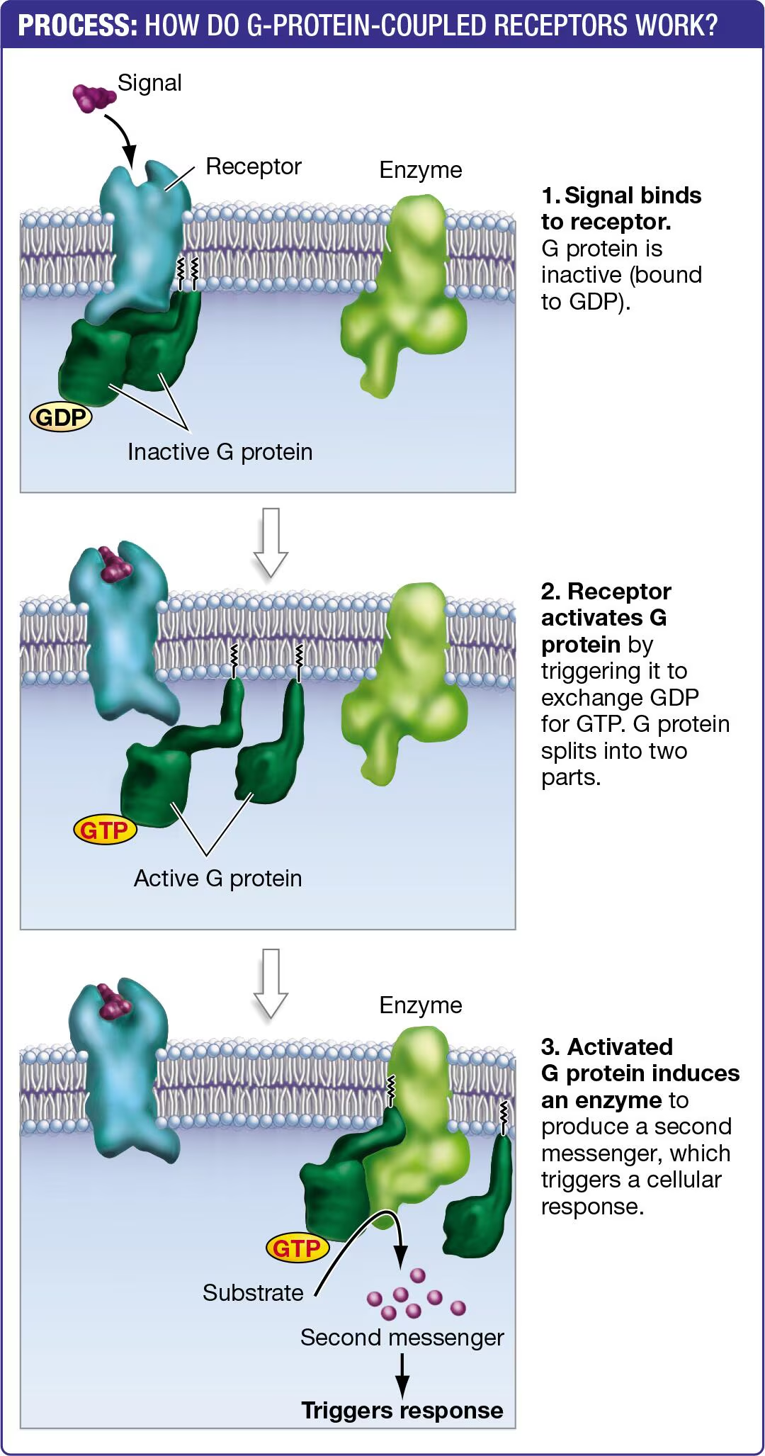 <p>1) G protein is inactive (bound to gdp); signal arrives and binds to the receptor</p><p>2) Signal-receptor complexes changes; G proteins binds GTP and splits into two</p><p>3) Activated G protein binds to an enzyme and starts product of second messenger, which triggers a response</p>