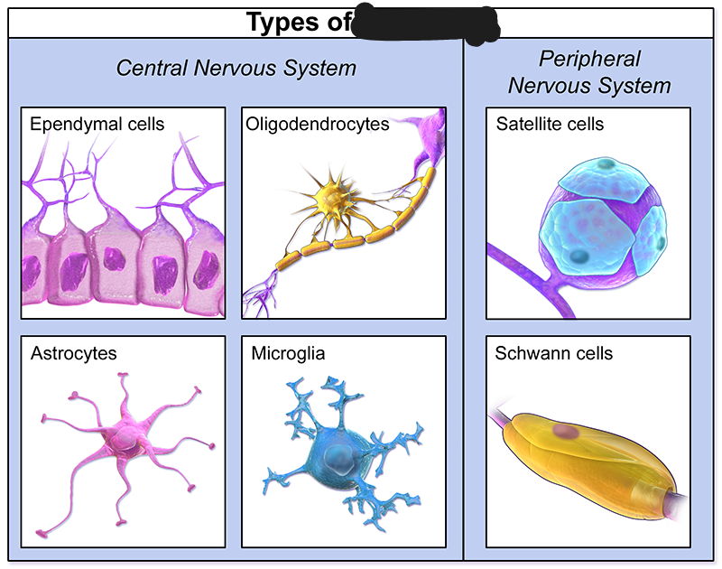 <p><span style="background-color: transparent;"><span>Cells in the brain and spinal cord that form a supporting structure for the neurons and provide them with insulation. Support staff. Support, insulate, and protect</span></span></p>