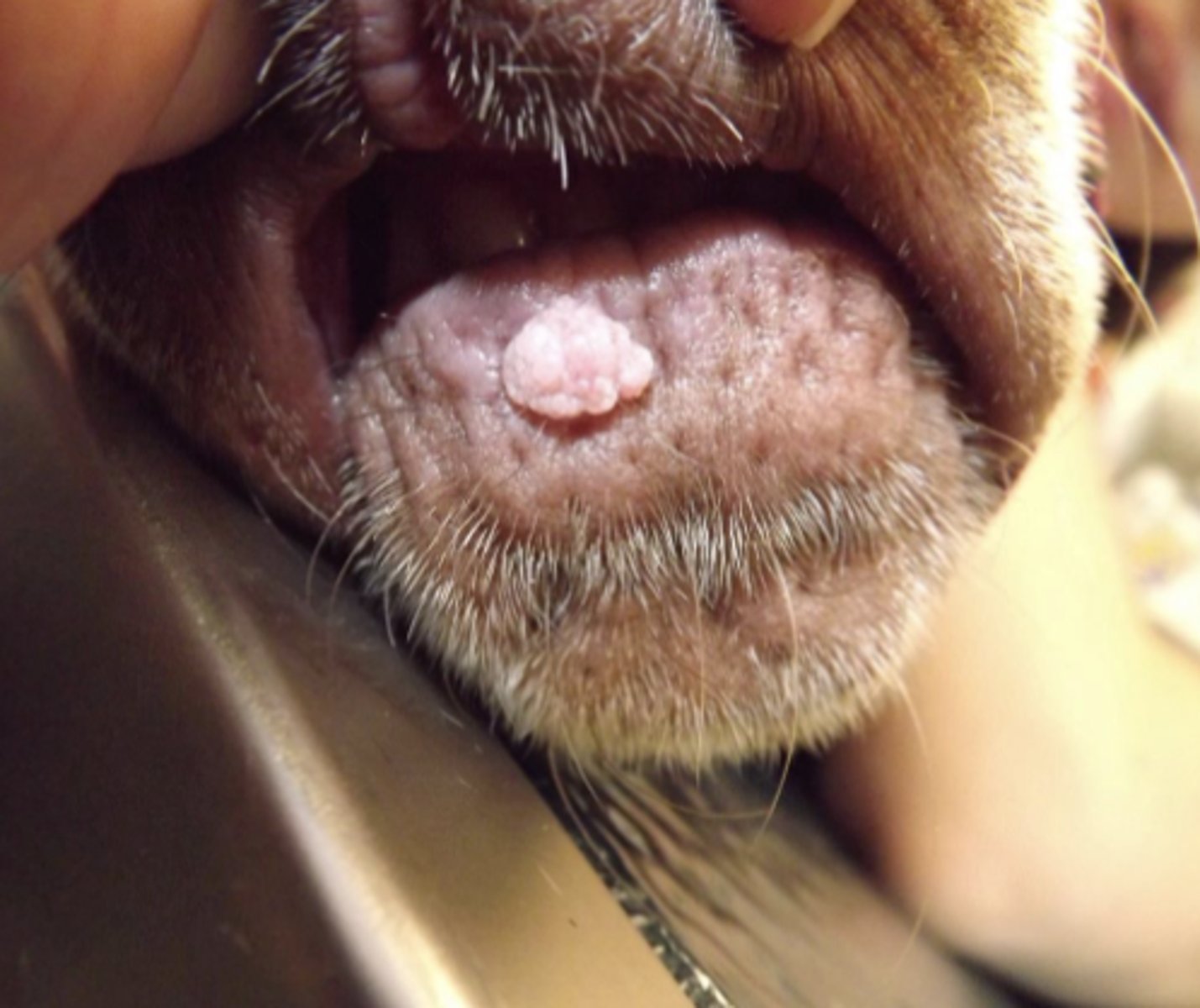 <p>What type of tumor is this- pedunculated, papillated, "cauliflower" like. ?</p>