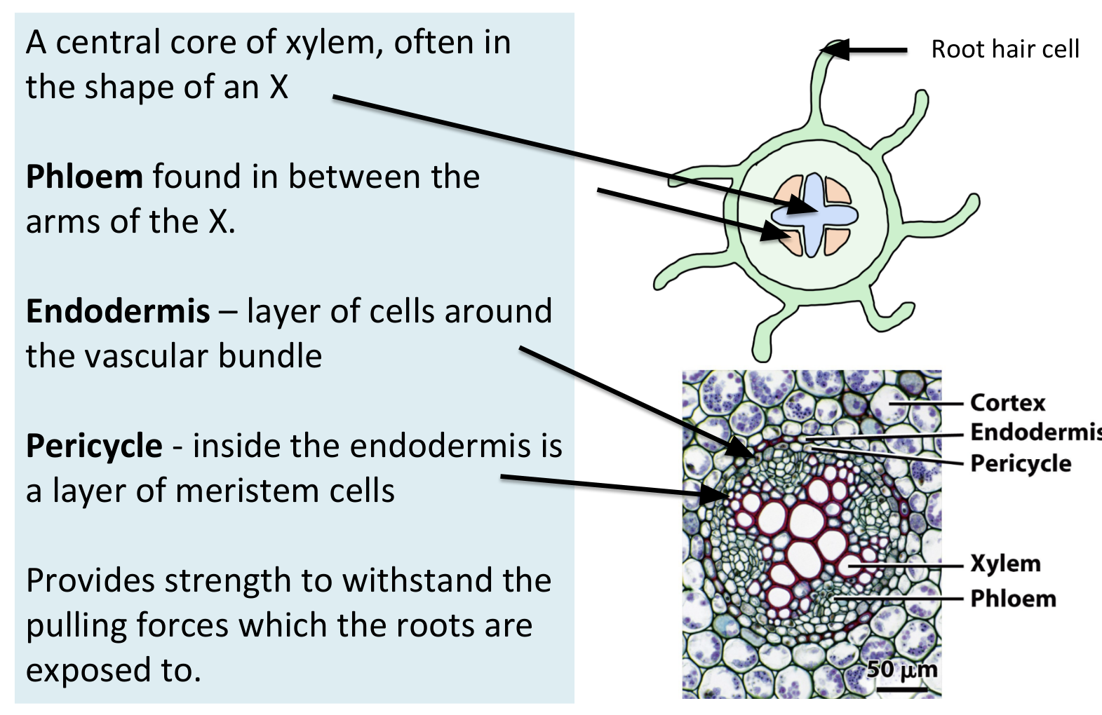 <ul><li><p>phloem is found in between the arms of the X</p></li></ul><p></p>