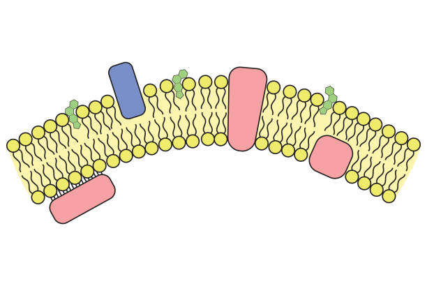 <p><u>Cell Membrane:</u> phospholipid ______ that surrounds the entire cell. Regulates what comes in and out of the cell and protects the cell interior.</p>