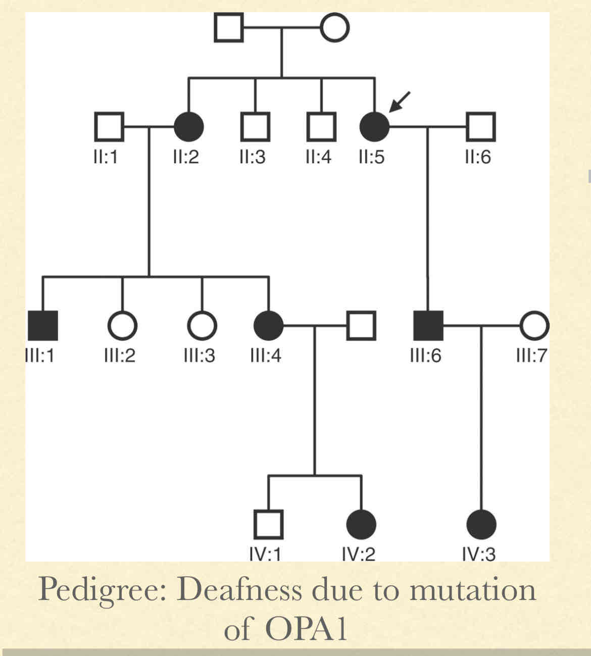 <p><strong><u>Concepts: </u></strong></p><ul><li><p>Only one defective copy of allele causes phenotype to be expressed</p></li><li><p>Both females and males can pass phenotype to either sex of children</p><p></p><p><strong><u>Pedigree Observations:</u></strong></p></li><li><p>Equal and both females and males</p></li><li><p>Happens in most generations</p></li><li><p>Children of affected parents will have 50% chance  risk for inheriting phenotype </p></li><li><p>Unaffected parent will not produce affected children</p><p></p></li></ul><p></p>