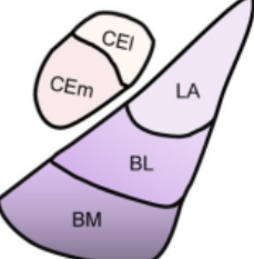 <p>Basolateral Amygdala</p><p>Basomedial Amygdala</p><p>Lateral Amygdala</p>