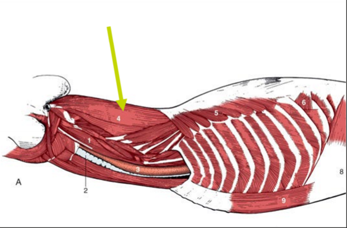 <p>O (ca), O (eq), I (ca) och I (eq)</p>