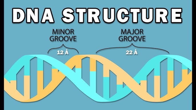 <p>major groove: wider and deeper gap</p><p>minor groove:  narrower and smaller gap</p><p></p><p>proteins often read the DNA by binding to the major groove</p><img src="https://knowt-user-attachments.s3.amazonaws.com/7fc8e321-551a-4594-8208-b1bcdf60ed1f.png" data-width="100%" data-align="center"><p></p>