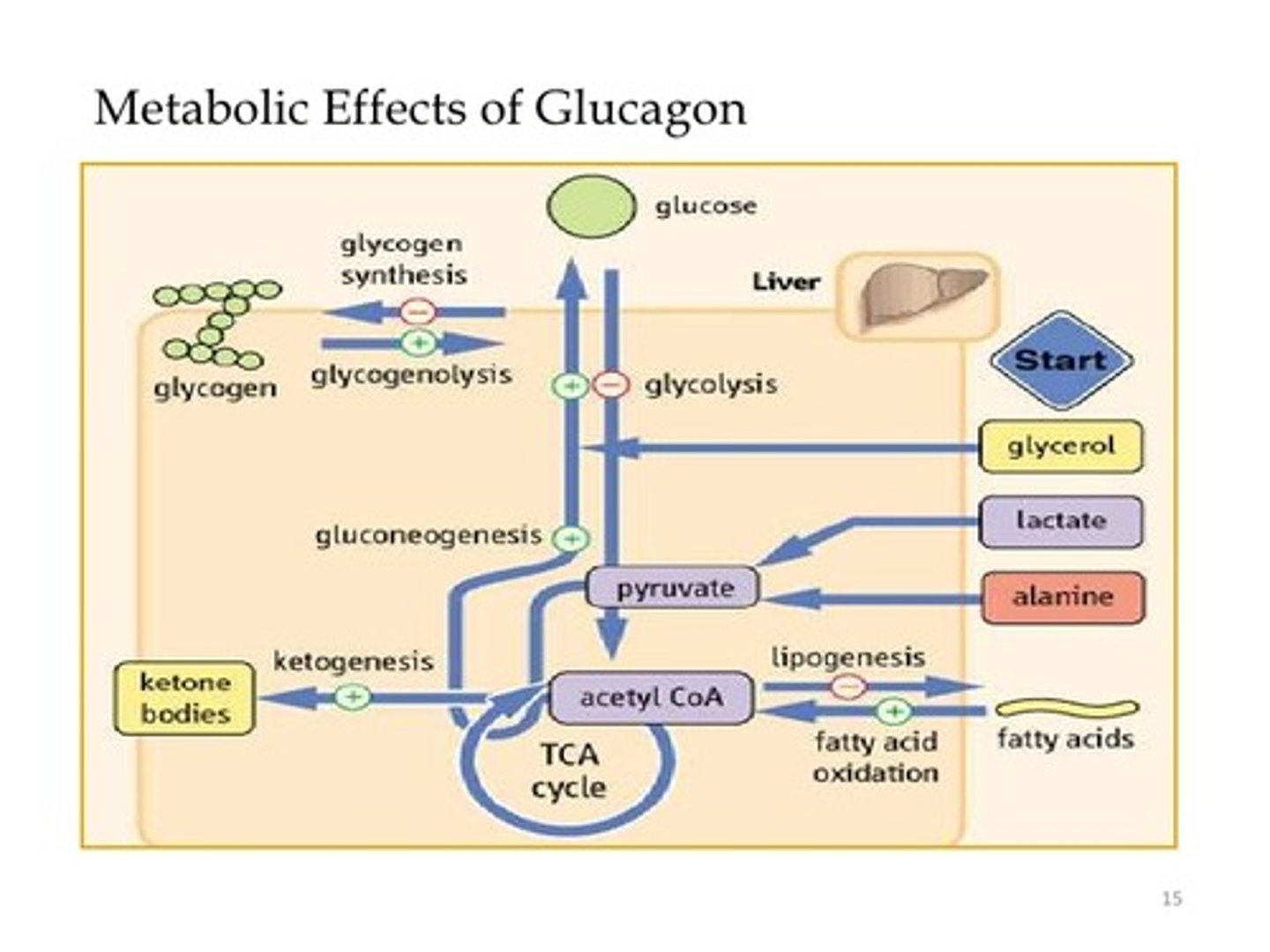 <p>False. GLUCAGON will stimulate Ketogenesis in order to produce more energy that can be utilized by the heart and the brain during periods of hypoglycemia.</p>