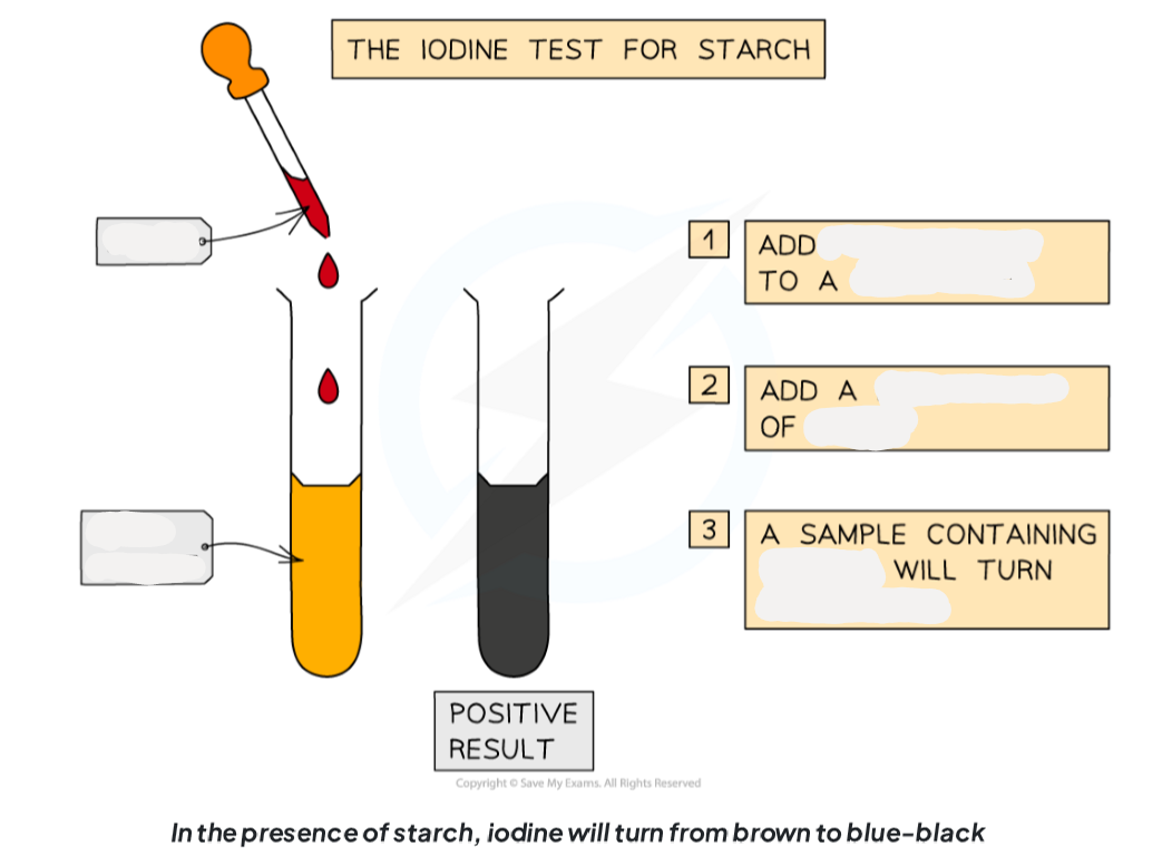 <p>1.13: CP Label this diagram including the apparatus needed to test for starch</p>