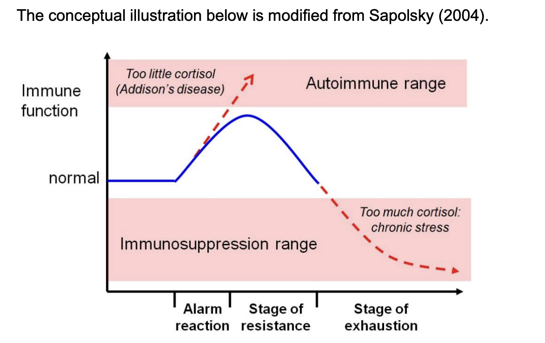 <p>Immunosuppression</p><ul><li><p>and stress can<strong> exacerbate</strong>&nbsp;certain diseases</p></li></ul><p><em>How is this adaptive?</em></p><p></p>
