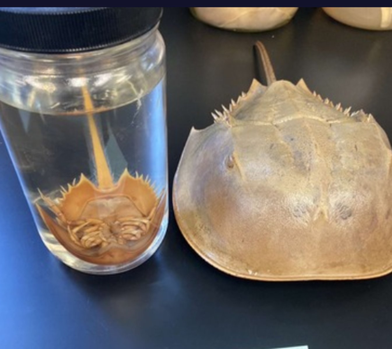 <p>subphyla that's characterized by their lack of antennae</p><p>- have chelicerae = fangs</p><p>- have 6 appendages (4 pairs of legs, 1 pair of chelicerae, 1 set of pedipalps)</p><p>- includes spiders and horseshoe crabs</p>