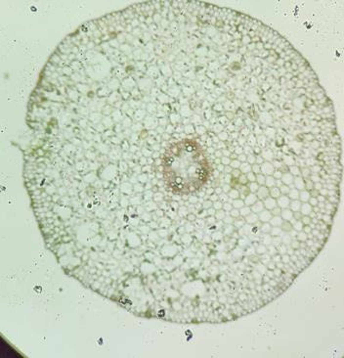 <p>The innermost layer of the cortex in plant roots, surrounding the vascular tissue.</p>