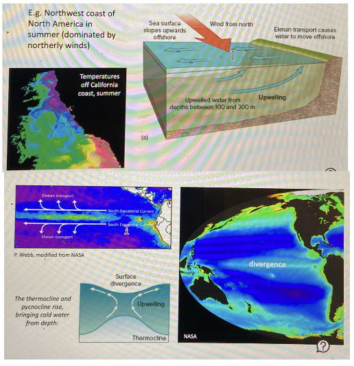 an elevated thermocline and downwelling