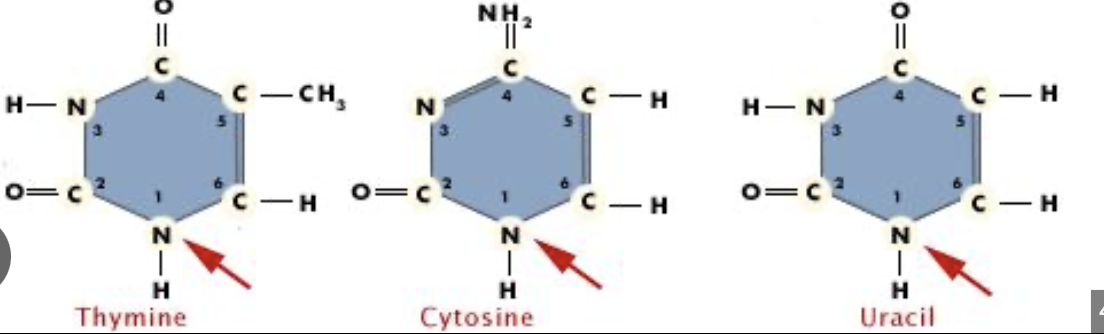 <p>are these purines or pyrimidines?</p>