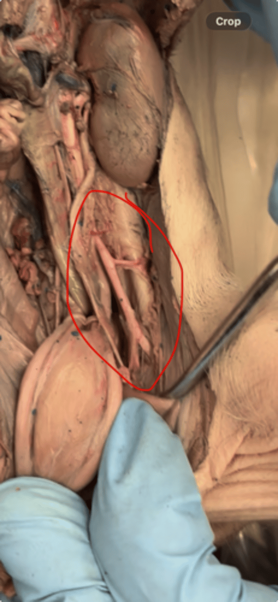 <p>The vein is directly behind it!</p>