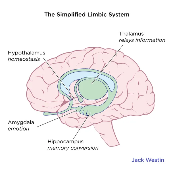 <p>a collection of structures that regulates emotions and basic drives such as hunger, and aids in the creation of memories</p>