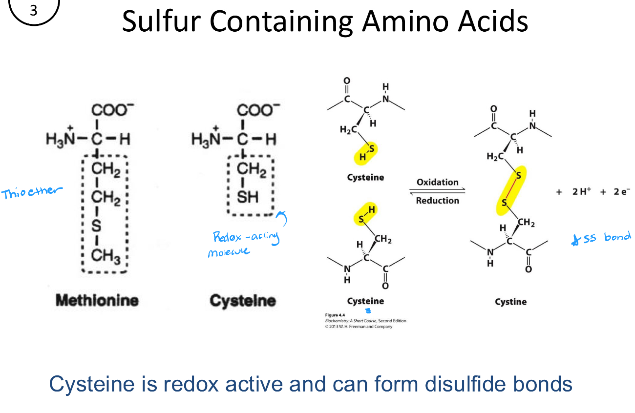 <ol><li><p>Methionine</p></li><li><p>Cysteine</p></li></ol><p></p>