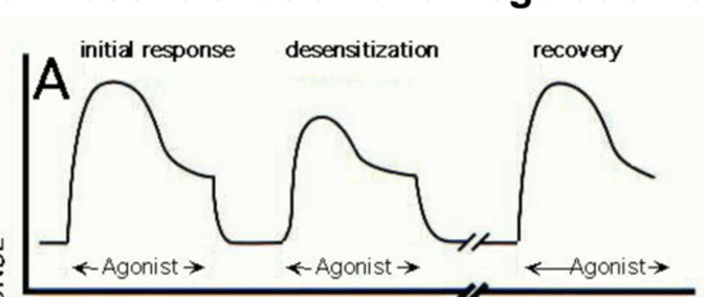 <p>- Upon exposure to an agonist, the initial response usually peaks and then decreases to approach some tonic level, elevated but below the maximum</p><p>- If the drug is removed for a brief period, the state of desensitization is maintained such that a second addition of agonist also provokes a diminished response</p><p>- Removal of the drug for a more extended period allows the cell to "reset" its capacity to respond, and recovery of response usually is competing</p>