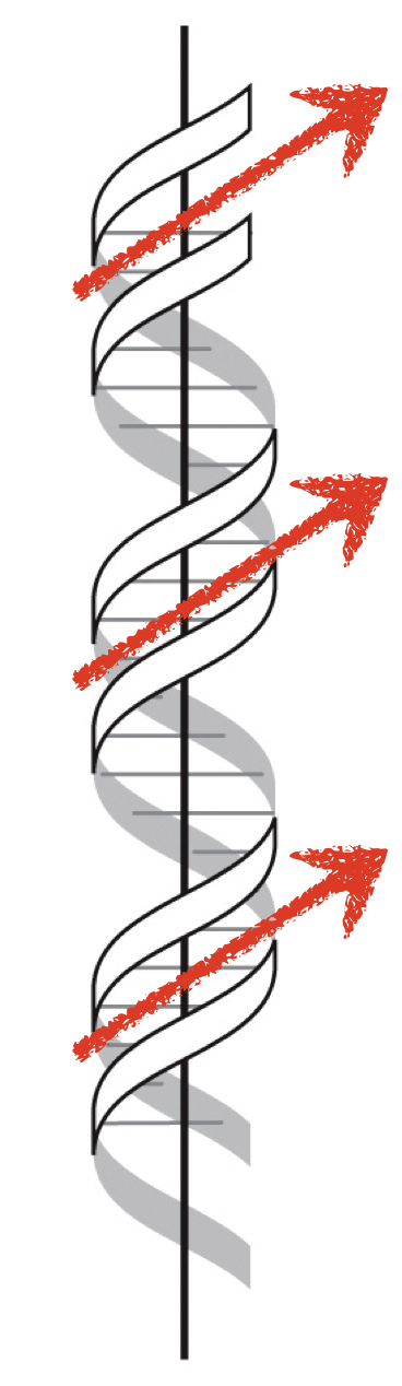 <p>The most common biological form; A right handed helix meaning the strands are tilted right when crossing the front of the helical axis </p>