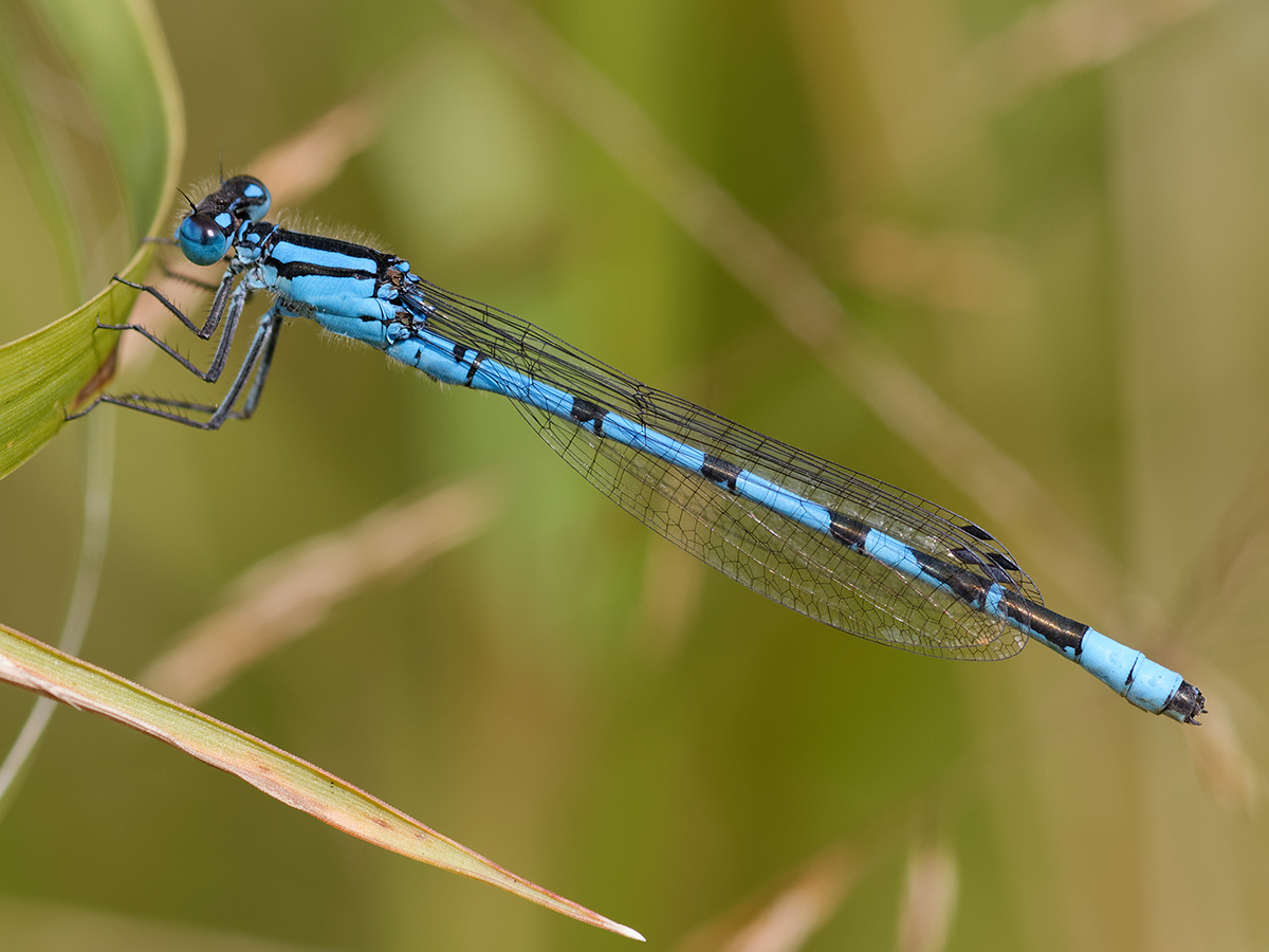 <p>very slender abdomen. transparent and long wings that lay vertically at rest. weak flyer but at least their pretty with vivid colors.</p>