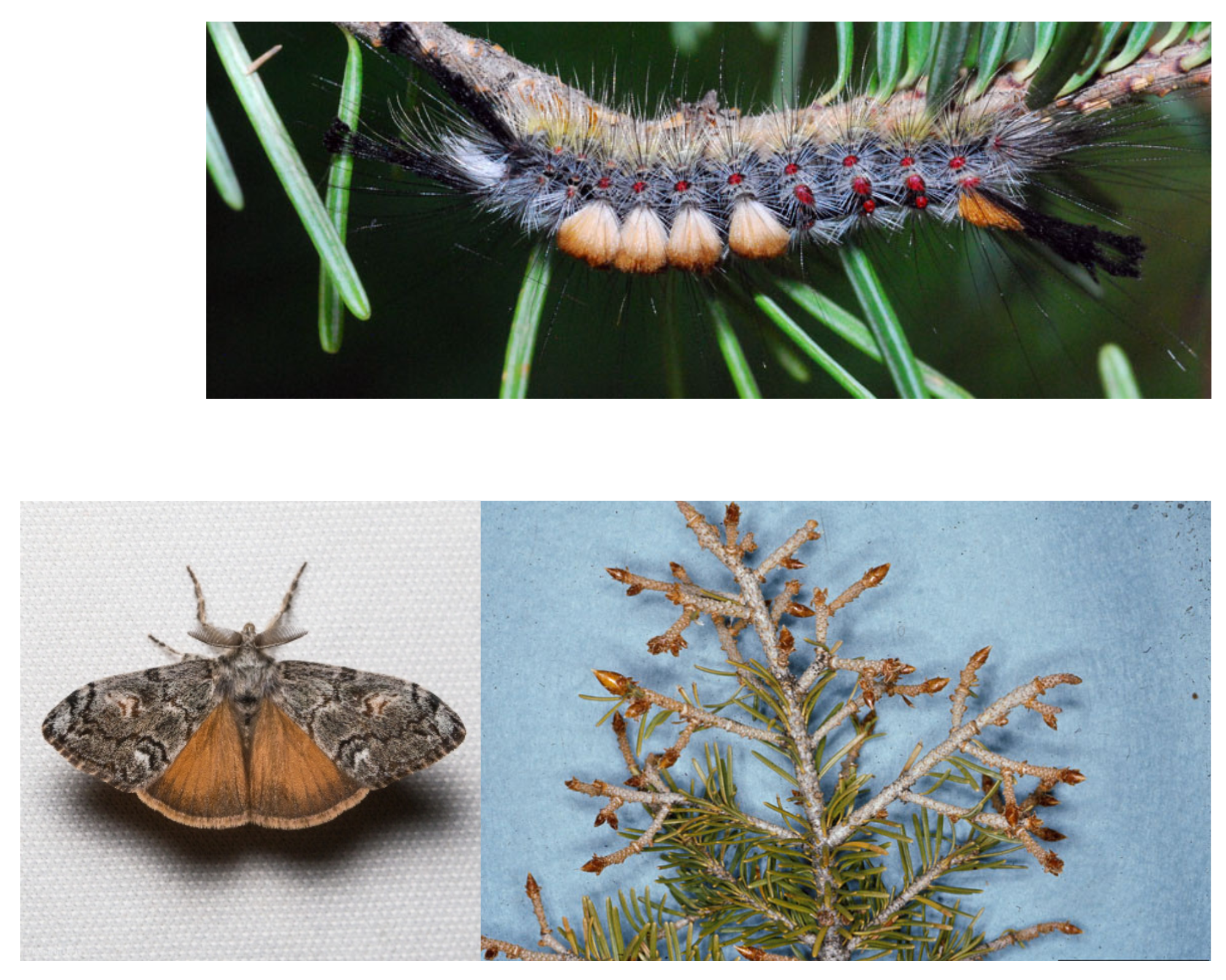 <p>brown moth. fuzzy caterpiller. eats the leaves from fir tree.</p>