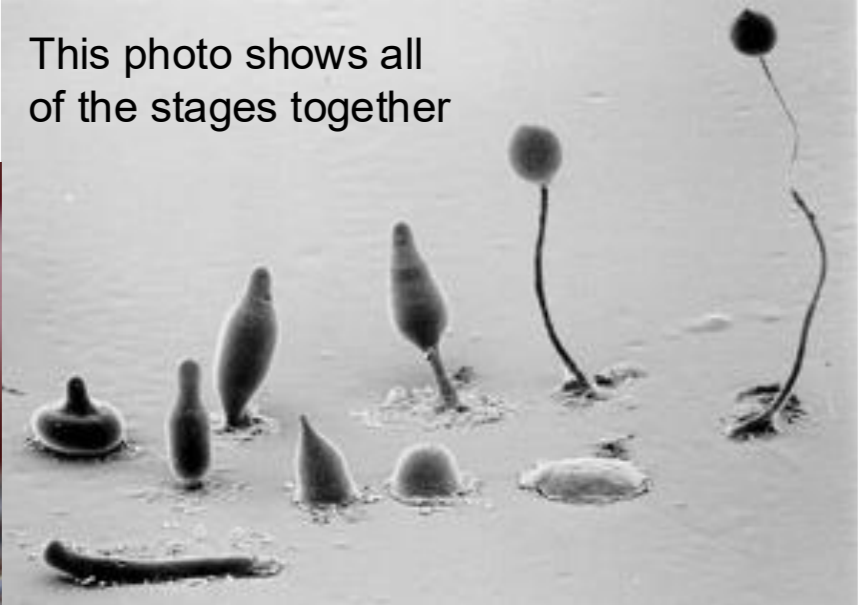 <p>when they run out of food they aggregate, forming pseudoplasmodium with cAMP, and move as a slug to optimal spore dispersal location</p>