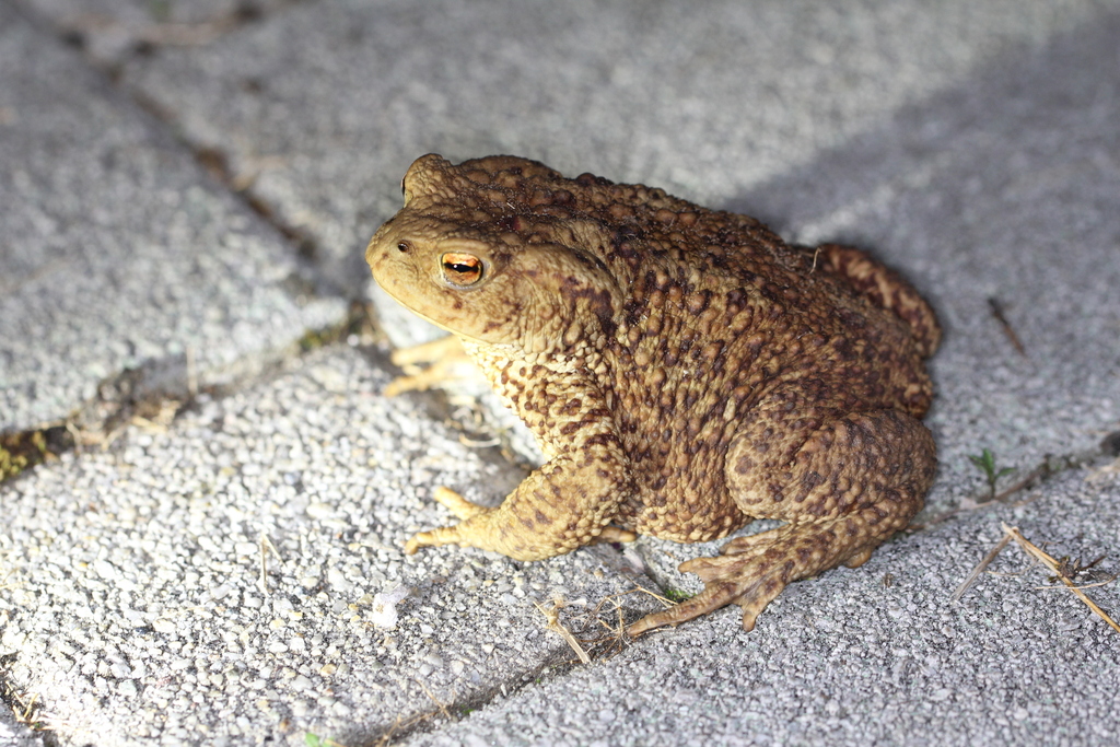 <p>Ropucha szara</p>