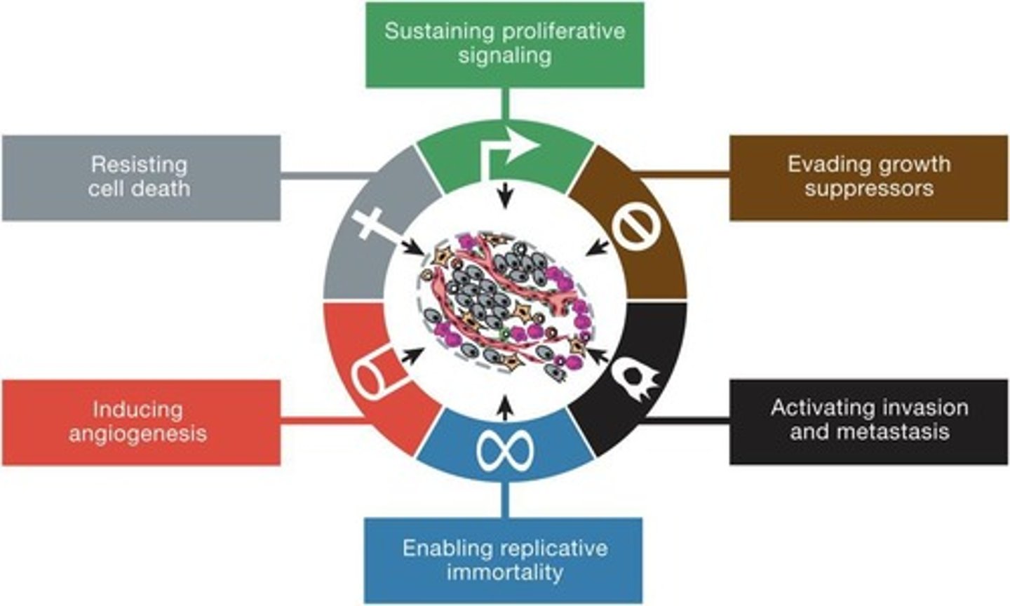 <p>1. Sustaining proliferative signaling, 2. Evading growth suppressors, 3. Resisting cell death, 4. Enabling replicative immortality, 5. Inducing angiogenesis, 6. Activating invasion and metastasis, 7. Cellular metabolism.</p>