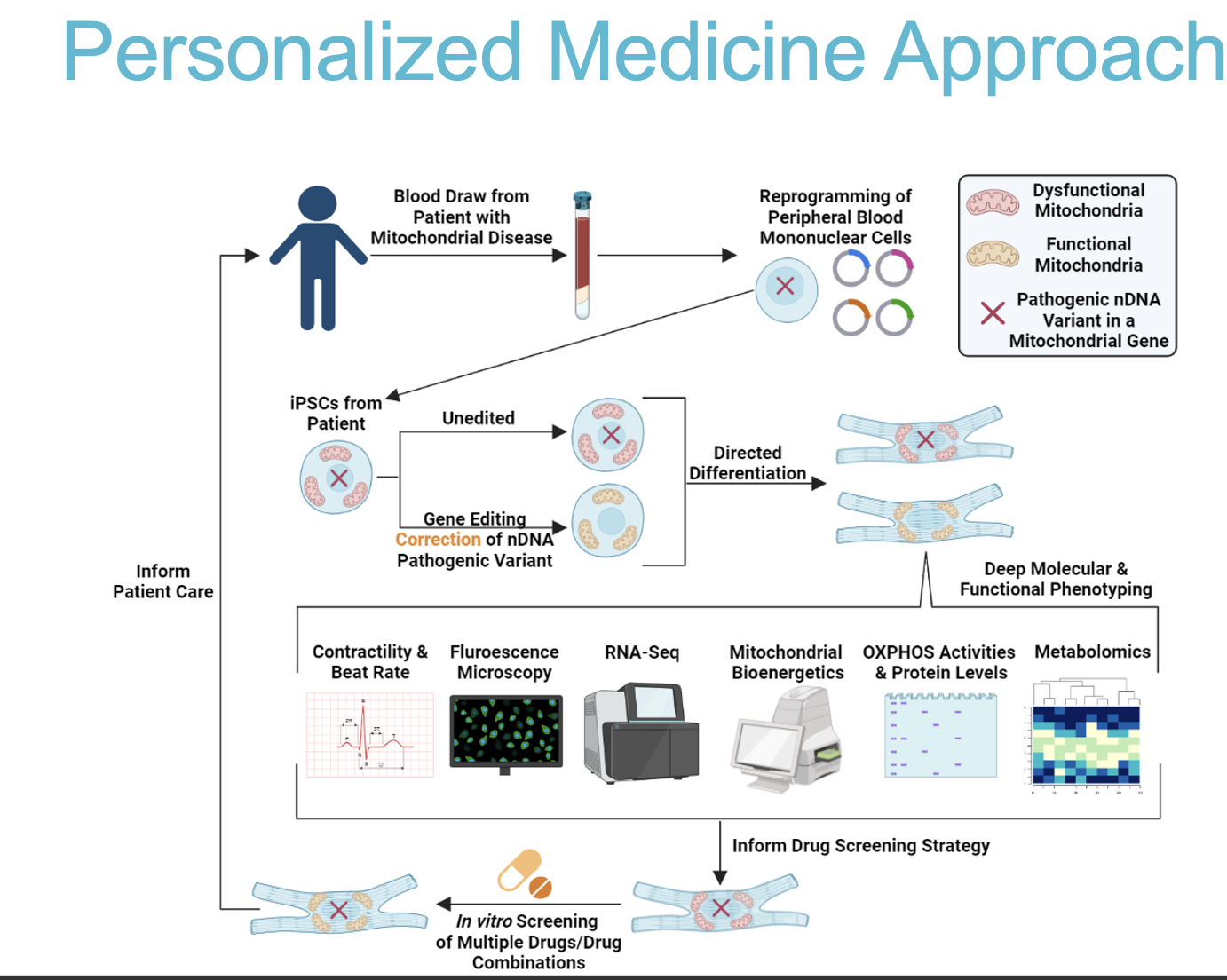 <p><strong>Reprogramming:</strong><span><span> Peripheral blood cells from a patient are reprogrammed into </span></span><strong>Induced Pluripotent Stem Cells (iPSCs)</strong><span><span>. 2. </span></span><strong>Differentiation/Editing:</strong><span><span> The iPSCs (representing the patient's genetic background) are directed to differentiate into </span></span><strong>cardiomyocytes</strong><span><span>. Gene editing techniques may be applied to correct pathogenic nuclear DNA variants. 3. </span></span><strong>Phenotyping:</strong><span><span> These cells undergo deep molecular and functional phenotyping (e.g., contractility, OXPHOS activity) and are used for </span></span><em>in vitro</em><span><span> screening of drugs/drug combinations.</span></span></p>