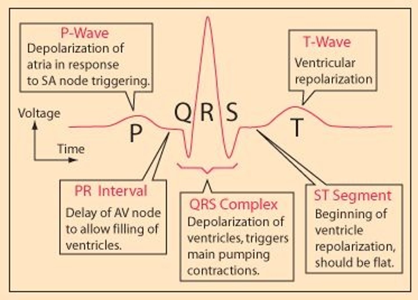 <p>electrical activity of heart during a single heart beat<br>1) P wave - SAN and atria contract<br>2) PQ - impulses reach AVN, 0.1s delay allows atria to empty<br>3) QRS - ventricular contraction<br>4) T wave - recovery of ventricles (heart rests)</p>
