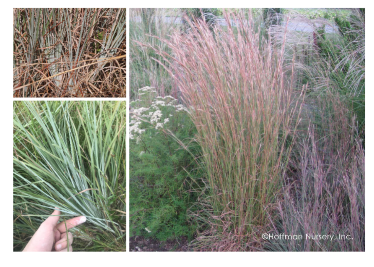 <p>chalky bluestem, poaceae family</p><p>blueish</p><p>chalky touch</p><p>thicker leaves than wiregrass</p><p>jointed stems, narrow leaves sheath around stem</p>