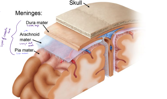 <p>What are the meninges from most superficial to deepest? Describe them</p>