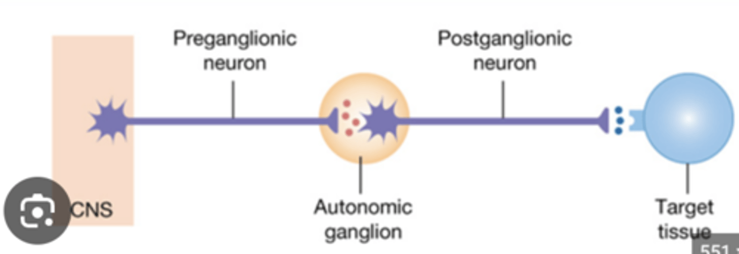 <p>Sympathetic ganglia</p>