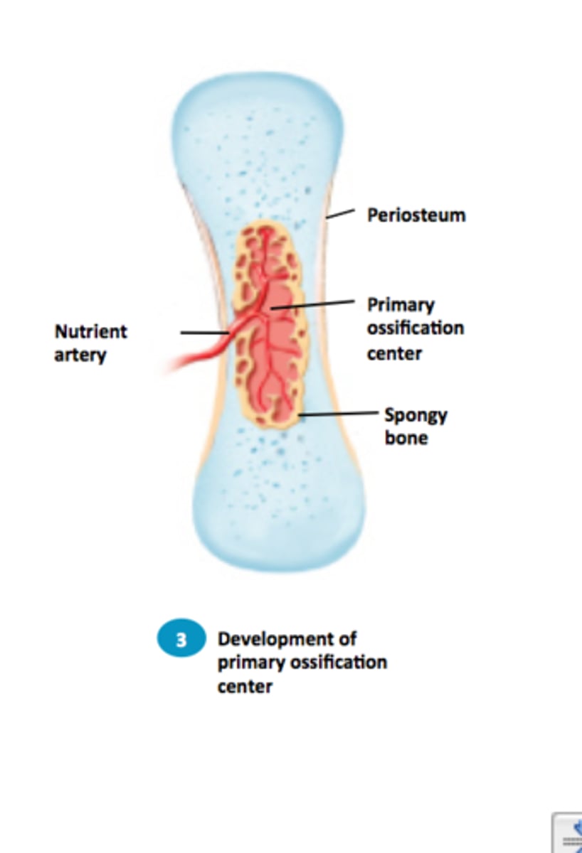 <p>the periosteal bud invades the internal cavities and spongy bone forms</p>