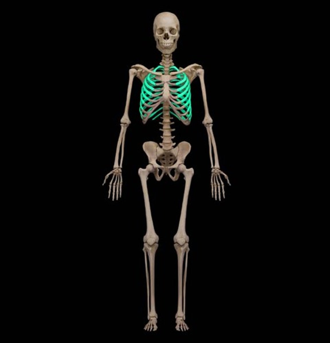 <p>A structure made out of bones designed to protect the lungs.</p>