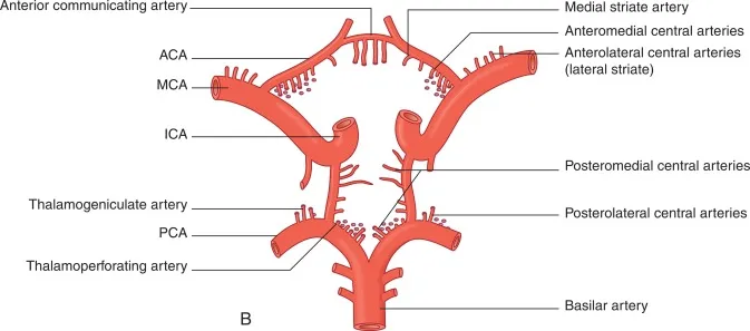 <p>-they are small branches from the MCA that go deep into the brain </p><p>-they supply basal ganglia (brain structures involved in motor control) </p>