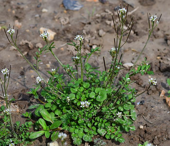 <p>Hairy bittercress (invasive)</p>