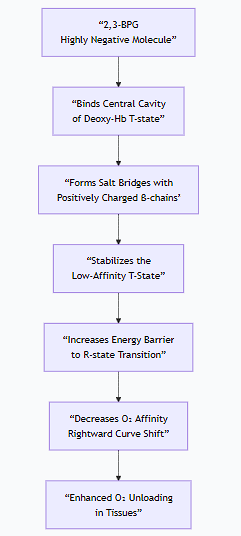 <p>The effect of <strong>2,3-Bisphosphoglycerate (BPG, or 2,3-DPG)</strong> on hemoglobin is a crucial allosteric mechanism that dramatically fine-tunes oxygen delivery to tissues.</p><p>Overview</p><p class="ds-markdown-paragraph"><strong>2,3-BPG is a potent allosteric effector that significantly decreases the oxygen affinity of hemoglobin.</strong> This ensures that hemoglobin releases its bound oxygen more readily in the peripheral tissues.</p><div data-type="horizontalRule"><hr></div><p>1. The Molecular Mechanism: How BPG Binds</p><p class="ds-markdown-paragraph">The mechanism is a perfect example of stereospecific, allosteric regulation:</p><ul><li><p class="ds-markdown-paragraph"><strong>Structure of BPG:</strong> BPG is a highly negatively charged molecule.</p></li><li><p class="ds-markdown-paragraph"><strong>Binding Site:</strong> BPG binds specifically and reversibly to a single, positively charged pocket in the <strong>center of the deoxygenated hemoglobin (T-state) tetramer</strong>. This pocket is located between the two β-globin chains.</p></li><li><p class="ds-markdown-paragraph"><strong>Ionic Interactions:</strong> Upon binding, BPG forms <strong>salt bridges</strong> (ionic bonds) with positively charged residues on the β-chains, including:</p><ul><li><p class="ds-markdown-paragraph">The N-terminal amino groups</p></li><li><p class="ds-markdown-paragraph"><strong>Histidine 2</strong></p></li><li><p class="ds-markdown-paragraph"><strong>Lysine 82</strong></p></li><li><p class="ds-markdown-paragraph"><strong>Histidine 143</strong></p></li></ul></li><li><p class="ds-markdown-paragraph"><strong>Stabilization of the T-State:</strong> By forming these strong, cross-linking ionic bonds, BPG acts as a "molecular clamp" that <strong>stabilizes the T-state (deoxy) conformation</strong> of hemoglobin.</p></li></ul><p>2. The Functional Consequence: Lowered Oxygen Affinity</p><ul><li><p class="ds-markdown-paragraph">The T-state has a naturally low affinity for oxygen.</p></li><li><p class="ds-markdown-paragraph">By stabilizing this state, BPG makes it <strong>more difficult for hemoglobin to undergo the conformational switch to the high-affinity R-state</strong>.</p></li><li><p class="ds-markdown-paragraph">As a result, a higher concentration of oxygen (a higher pO₂) is required to achieve the same level of saturation. In other words, hemoglobin holds onto oxygen less tightly and <strong>releases it more easily</strong> at the oxygen partial pressures found in tissues.</p></li></ul><p class="ds-markdown-paragraph">This effect is visually represented by a <strong>rightward shift of the oxygen dissociation curve</strong>.</p><p>3. Physiological Importance and Regulation</p><p class="ds-markdown-paragraph">The body actively regulates BPG levels to adapt to different physiological and pathological conditions.</p><table style="min-width: 75px;"><colgroup><col style="min-width: 25px;"><col style="min-width: 25px;"><col style="min-width: 25px;"></colgroup><tbody><tr><th colspan="1" rowspan="1" style="border-bottom: 1.06667px solid rgba(0, 0, 0, 0.12); font: 500 15px / 25px quote-cjk-patch, Inter, system-ui, -apple-system, BlinkMacSystemFont, &quot;Segoe UI&quot;, Roboto, Oxygen, Ubuntu, Cantarell, &quot;Open Sans&quot;, &quot;Helvetica Neue&quot;, sans-serif; border-top: none; padding: 10px 16px 10px 0px; text-align: left;"><p><strong>Condition</strong></p></th><th colspan="1" rowspan="1" style="border-bottom: 1.06667px solid rgba(0, 0, 0, 0.12); font: 500 15px / 25px quote-cjk-patch, Inter, system-ui, -apple-system, BlinkMacSystemFont, &quot;Segoe UI&quot;, Roboto, Oxygen, Ubuntu, Cantarell, &quot;Open Sans&quot;, &quot;Helvetica Neue&quot;, sans-serif; border-top: none; padding: 10px 16px; text-align: left;"><p><strong>Change in [BPG]</strong></p></th><th colspan="1" rowspan="1" style="border-bottom: 1.06667px solid rgba(0, 0, 0, 0.12); font: 500 15px / 25px quote-cjk-patch, Inter, system-ui, -apple-system, BlinkMacSystemFont, &quot;Segoe UI&quot;, Roboto, Oxygen, Ubuntu, Cantarell, &quot;Open Sans&quot;, &quot;Helvetica Neue&quot;, sans-serif; border-top: none; padding: 10px 16px; text-align: left;"><p><strong>Effect &amp; Rationale</strong></p></th></tr><tr><td colspan="1" rowspan="1" style="border-bottom: 1.06667px solid rgba(0, 0, 0, 0.1); font: 400 15px / 25px quote-cjk-patch, Inter, system-ui, -apple-system, BlinkMacSystemFont, &quot;Segoe UI&quot;, Roboto, Oxygen, Ubuntu, Cantarell, &quot;Open Sans&quot;, &quot;Helvetica Neue&quot;, sans-serif; min-width: 100px; max-width: max(30vw, 320px); padding: 10px 16px 10px 0px;"><p><strong>High Altitude / Hypoxia</strong></p></td><td colspan="1" rowspan="1" style="border-bottom: 1.06667px solid rgba(0, 0, 0, 0.1); font: 400 15px / 25px quote-cjk-patch, Inter, system-ui, -apple-system, BlinkMacSystemFont, &quot;Segoe UI&quot;, Roboto, Oxygen, Ubuntu, Cantarell, &quot;Open Sans&quot;, &quot;Helvetica Neue&quot;, sans-serif; min-width: 100px; max-width: max(30vw, 320px); padding: 10px 16px;"><p><strong>Increases</strong></p></td><td colspan="1" rowspan="1" style="border-bottom: 1.06667px solid rgba(0, 0, 0, 0.1); font: 400 15px / 25px quote-cjk-patch, Inter, system-ui, -apple-system, BlinkMacSystemFont, &quot;Segoe UI&quot;, Roboto, Oxygen, Ubuntu, Cantarell, &quot;Open Sans&quot;, &quot;Helvetica Neue&quot;, sans-serif; min-width: 100px; max-width: max(30vw, 320px); padding: 10px 0px 10px 16px;"><p>A compensatory mechanism to enhance oxygen unloading to tissues when oxygen availability is low.</p></td></tr><tr><td colspan="1" rowspan="1" style="border-bottom: 1.06667px solid rgba(0, 0, 0, 0.1); font: 400 15px / 25px quote-cjk-patch, Inter, system-ui, -apple-system, BlinkMacSystemFont, &quot;Segoe UI&quot;, Roboto, Oxygen, Ubuntu, Cantarell, &quot;Open Sans&quot;, &quot;Helvetica Neue&quot;, sans-serif; min-width: 100px; max-width: max(30vw, 320px); padding: 10px 16px 10px 0px;"><p><strong>Anemia</strong></p></td><td colspan="1" rowspan="1" style="border-bottom: 1.06667px solid rgba(0, 0, 0, 0.1); font: 400 15px / 25px quote-cjk-patch, Inter, system-ui, -apple-system, BlinkMacSystemFont, &quot;Segoe UI&quot;, Roboto, Oxygen, Ubuntu, Cantarell, &quot;Open Sans&quot;, &quot;Helvetica Neue&quot;, sans-serif; min-width: 100px; max-width: max(30vw, 320px); padding: 10px 16px;"><p><strong>Increases</strong></p></td><td colspan="1" rowspan="1" style="border-bottom: 1.06667px solid rgba(0, 0, 0, 0.1); font: 400 15px / 25px quote-cjk-patch, Inter, system-ui, -apple-system, BlinkMacSystemFont, &quot;Segoe UI&quot;, Roboto, Oxygen, Ubuntu, Cantarell, &quot;Open Sans&quot;, &quot;Helvetica Neue&quot;, sans-serif; min-width: 100px; max-width: max(30vw, 320px); padding: 10px 0px 10px 16px;"><p>Helps to maximize the oxygen delivery from the reduced number of red blood cells.</p></td></tr><tr><td colspan="1" rowspan="1" style="border-bottom: 1.06667px solid rgba(0, 0, 0, 0.1); font: 400 15px / 25px quote-cjk-patch, Inter, system-ui, -apple-system, BlinkMacSystemFont, &quot;Segoe UI&quot;, Roboto, Oxygen, Ubuntu, Cantarell, &quot;Open Sans&quot;, &quot;Helvetica Neue&quot;, sans-serif; min-width: 100px; max-width: max(30vw, 320px); padding: 10px 16px 10px 0px;"><p><strong>Chronic Lung Disease</strong></p></td><td colspan="1" rowspan="1" style="border-bottom: 1.06667px solid rgba(0, 0, 0, 0.1); font: 400 15px / 25px quote-cjk-patch, Inter, system-ui, -apple-system, BlinkMacSystemFont, &quot;Segoe UI&quot;, Roboto, Oxygen, Ubuntu, Cantarell, &quot;Open Sans&quot;, &quot;Helvetica Neue&quot;, sans-serif; min-width: 100px; max-width: max(30vw, 320px); padding: 10px 16px;"><p><strong>Increases</strong></p></td><td colspan="1" rowspan="1" style="border-bottom: 1.06667px solid rgba(0, 0, 0, 0.1); font: 400 15px / 25px quote-cjk-patch, Inter, system-ui, -apple-system, BlinkMacSystemFont, &quot;Segoe UI&quot;, Roboto, Oxygen, Ubuntu, Cantarell, &quot;Open Sans&quot;, &quot;Helvetica Neue&quot;, sans-serif; min-width: 100px; max-width: max(30vw, 320px); padding: 10px 0px 10px 16px;"><p>Improves oxygen release in the face of impaired lung function.</p></td></tr><tr><td colspan="1" rowspan="1" style="border-bottom: 1.06667px solid rgba(0, 0, 0, 0.1); font: 400 15px / 25px quote-cjk-patch, Inter, system-ui, -apple-system, BlinkMacSystemFont, &quot;Segoe UI&quot;, Roboto, Oxygen, Ubuntu, Cantarell, &quot;Open Sans&quot;, &quot;Helvetica Neue&quot;, sans-serif; min-width: 100px; max-width: max(30vw, 320px); padding: 10px 16px 10px 0px;"><p><strong>Blood Storage</strong></p></td><td colspan="1" rowspan="1" style="border-bottom: 1.06667px solid rgba(0, 0, 0, 0.1); font: 400 15px / 25px quote-cjk-patch, Inter, system-ui, -apple-system, BlinkMacSystemFont, &quot;Segoe UI&quot;, Roboto, Oxygen, Ubuntu, Cantarell, &quot;Open Sans&quot;, &quot;Helvetica Neue&quot;, sans-serif; min-width: 100px; max-width: max(30vw, 320px); padding: 10px 16px;"><p><strong>Decreases</strong></p></td><td colspan="1" rowspan="1" style="border-bottom: 1.06667px solid rgba(0, 0, 0, 0.1); font: 400 15px / 25px quote-cjk-patch, Inter, system-ui, -apple-system, BlinkMacSystemFont, &quot;Segoe UI&quot;, Roboto, Oxygen, Ubuntu, Cantarell, &quot;Open Sans&quot;, &quot;Helvetica Neue&quot;, sans-serif; min-width: 100px; max-width: max(30vw, 320px); padding: 10px 0px 10px 16px;"><p>BPG levels fall in stored blood over several weeks. Transfused blood with low BPG has a very high O₂ affinity, which can initially impair oxygen delivery to tissues until the recipient's body regenerates BPG.</p></td></tr></tbody></table><p>4. The Critical Difference in Fetal Hemoglobin (HbF)</p><p class="ds-markdown-paragraph">This mechanism also explains a key difference between adult (HbA) and fetal hemoglobin (HbF).</p><ul><li><p class="ds-markdown-paragraph"><strong>HbF</strong> has a <strong>γ-globin chain</strong> instead of the β-globin chain.</p></li><li><p class="ds-markdown-paragraph">A key mutation in the γ-chain: <strong>Histidine 143 (present in β-chain) is replaced by Serine</strong>.</p></li><li><p class="ds-markdown-paragraph">Serine is neutral and does not carry a positive charge.</p></li><li><p class="ds-markdown-paragraph">This single change <strong>reduces the positive charge</strong> of the BPG-binding pocket, meaning BPG binds <strong>less tightly</strong> to HbF.</p></li></ul><p class="ds-markdown-paragraph"><strong>Consequence:</strong> Because BPG binds less effectively, HbF is less stabilized in the T-state and has a <strong>higher oxygen affinity</strong> than maternal HbA. This creates the essential "pull" of oxygen from the mother's bloodstream, across the placenta, and to the fetus.</p><p>Summary</p><ul><li><p class="ds-markdown-paragraph"><strong>Molecule:</strong> 2,3-Bisphosphoglycerate (BPG)</p></li><li><p class="ds-markdown-paragraph"><strong>Action:</strong> Allosteric inhibitor of hemoglobin.</p></li><li><p class="ds-markdown-paragraph"><strong>Mechanism:</strong> Binds tightly to and stabilizes the deoxygenated T-state.</p></li><li><p class="ds-markdown-paragraph"><strong>Effect:</strong> <strong>Decreases oxygen affinity</strong>, promoting oxygen unloading in tissues.</p></li><li><p class="ds-markdown-paragraph"><strong>Importance:</strong> A vital adaptive response to hypoxia and a key differentiator between fetal and adult hemoglobin.</p></li></ul><p></p>