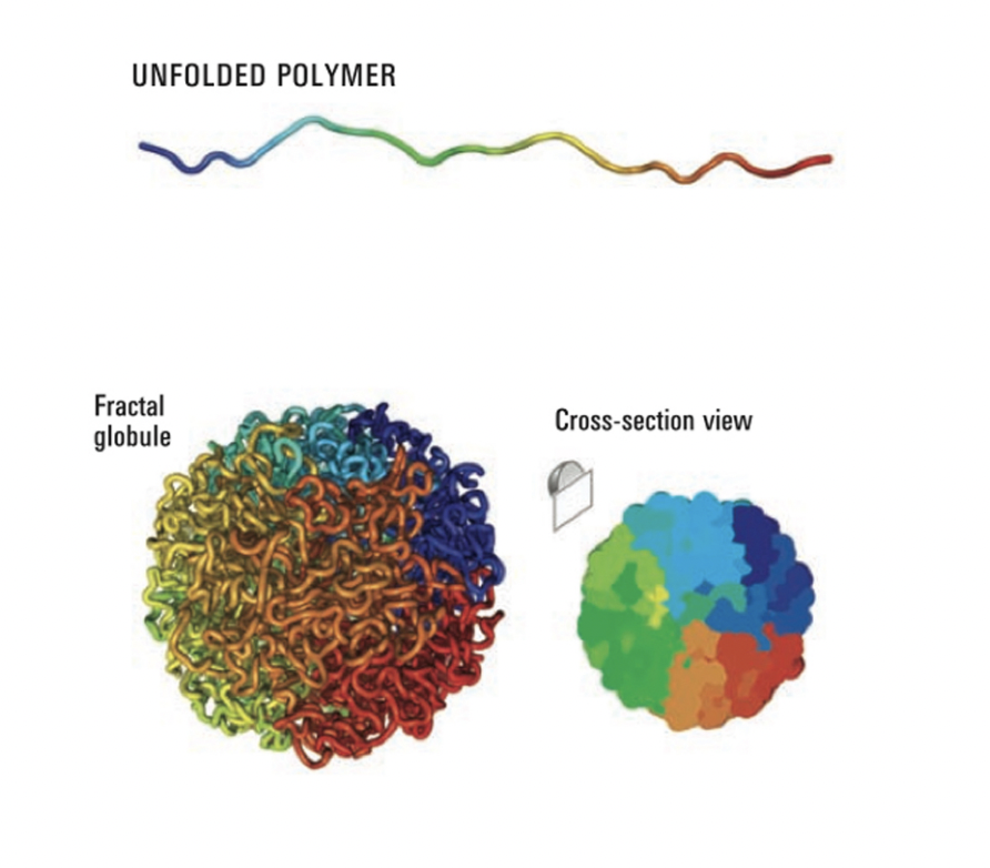 <ul><li><p>at <strong>discrete subnucleuar sites</strong>, or foci</p><ul><li><p>NOT: dispersed or in solution</p></li></ul></li></ul><p><em>Nuclear compartmentalisation</em></p><p></p>