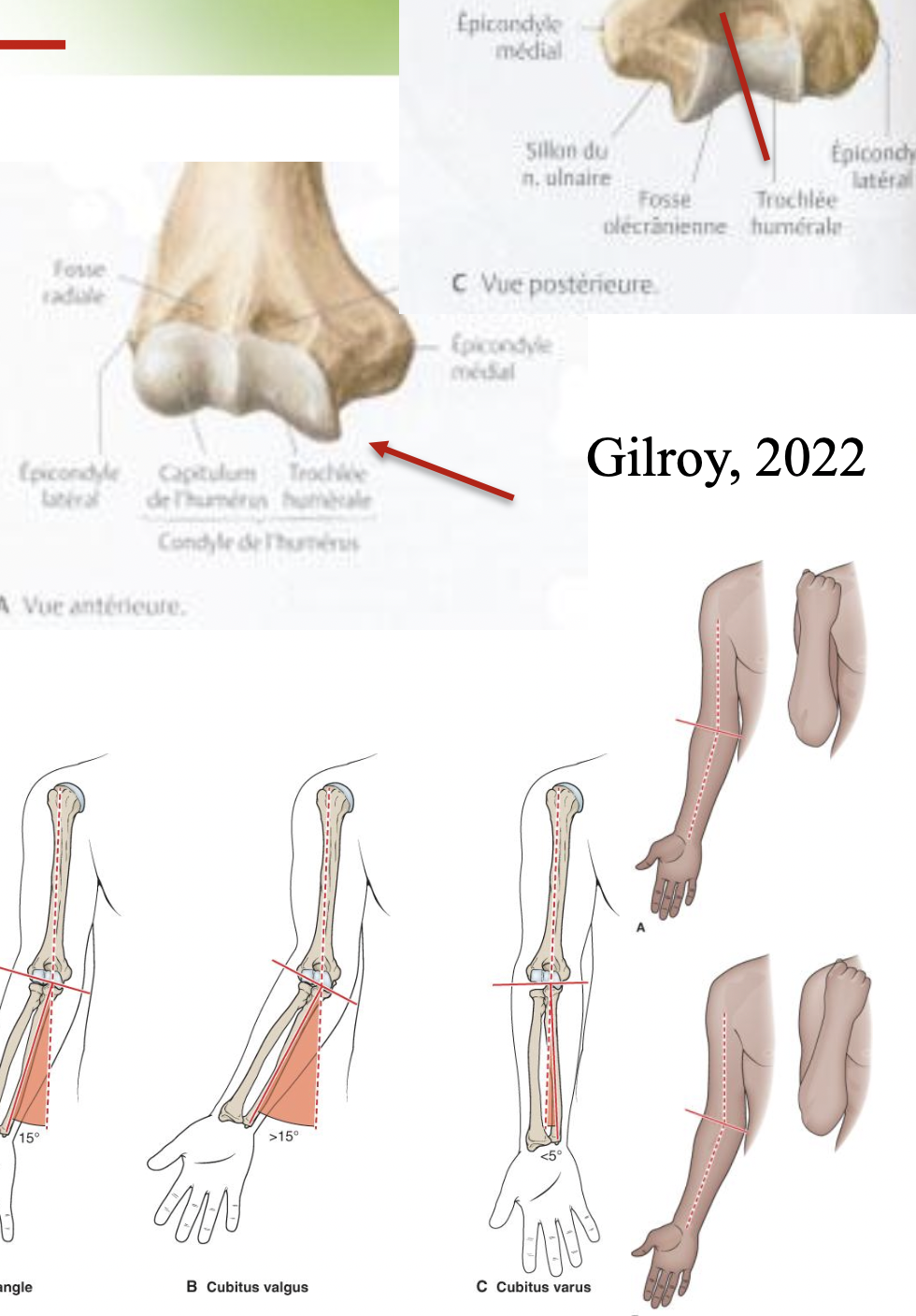 <p>Flexion</p>