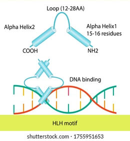 <ul><li><p><strong>two alpha helices</strong> joined by a<strong> short strand of amino acid</strong></p></li><li><p>recognition and binding of DNA is done by the 2 helices, one at n terminus and one at c terminus</p></li><li><p><strong>c </strong>terminal binds to <strong>major </strong>groove, n terminal helps to position the complex</p></li></ul><p></p>