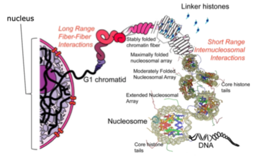 <p>Complex of DNA, histones and non- histone proteins found in the nucleus of a eukaryotic cell- the material of which chromosomes are made </p>