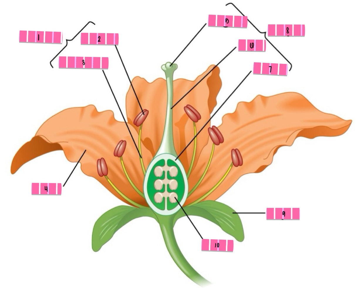 term image