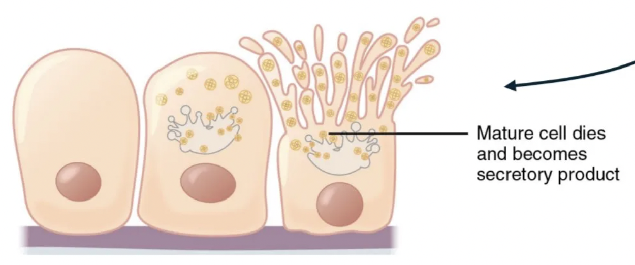 <p>cell does not regrow (a new cell grows in its place)</p><p>faster release</p>
