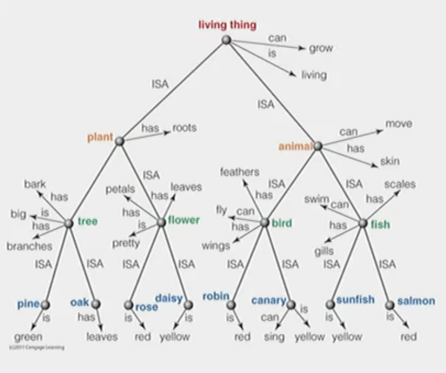 <p>Collins and Quillian’s Hierarchical Model is a hierarchy that contains nodes that are connected via pathways. The idea is that when you see something in your environment, the ‘tree node’ becomes active and the activation spreads to the connected nodes via the pathways. </p><p></p><p>Within this model there are 2 types of pathways:</p><ol><li><p>Property pathways - the features of the item (ie. a tree has bark, leaves, roots)</p></li><li><p>ISA pathways - talks about category membership (ie. a <u>pine</u> is a…)</p></li></ol><p></p><p>Moreover, this model has <strong>property inheritance.</strong> This is where all the subordinate nodes inherit the properties of the nodes above it. So, a plant inherits the properties of living things and a tree inherits the properties of plants. This means that the properties don’t have to be repeated at every node. This saves resources because you can just move up or down the hierarchy. </p>