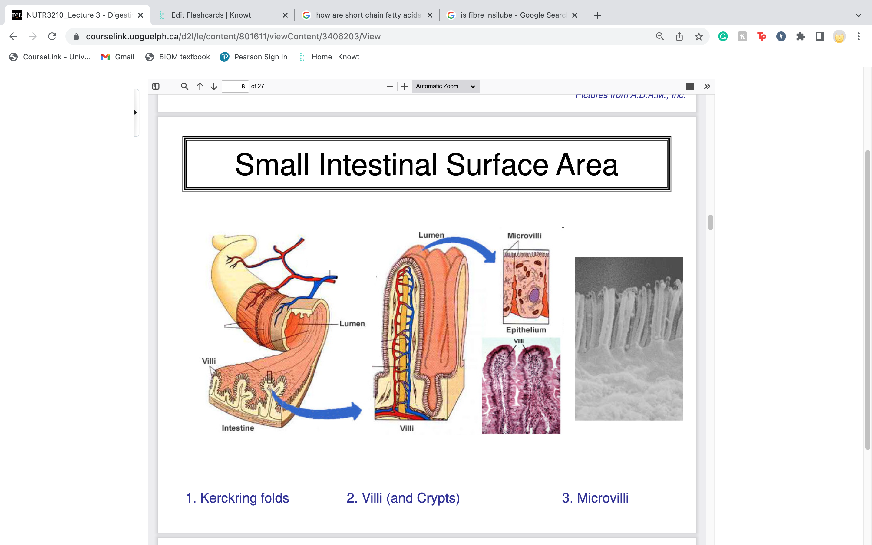 
1. kerckring folds
2. villi (on the folds) and crypts (crypt is like an inverted villi)
3. microvilli (on outside of villi)