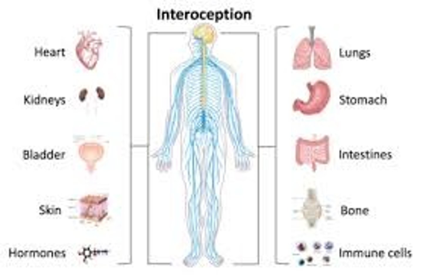 <p>1) Internal; respond to stimuli arising within body such as internal viscera and blood vessels</p><p>2) Include receptors for stretch, pain, temperature, chemical changes (nausea, hunger, etc.)</p>